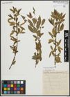 Foto von Salix alba L. x Salix fragilis L.